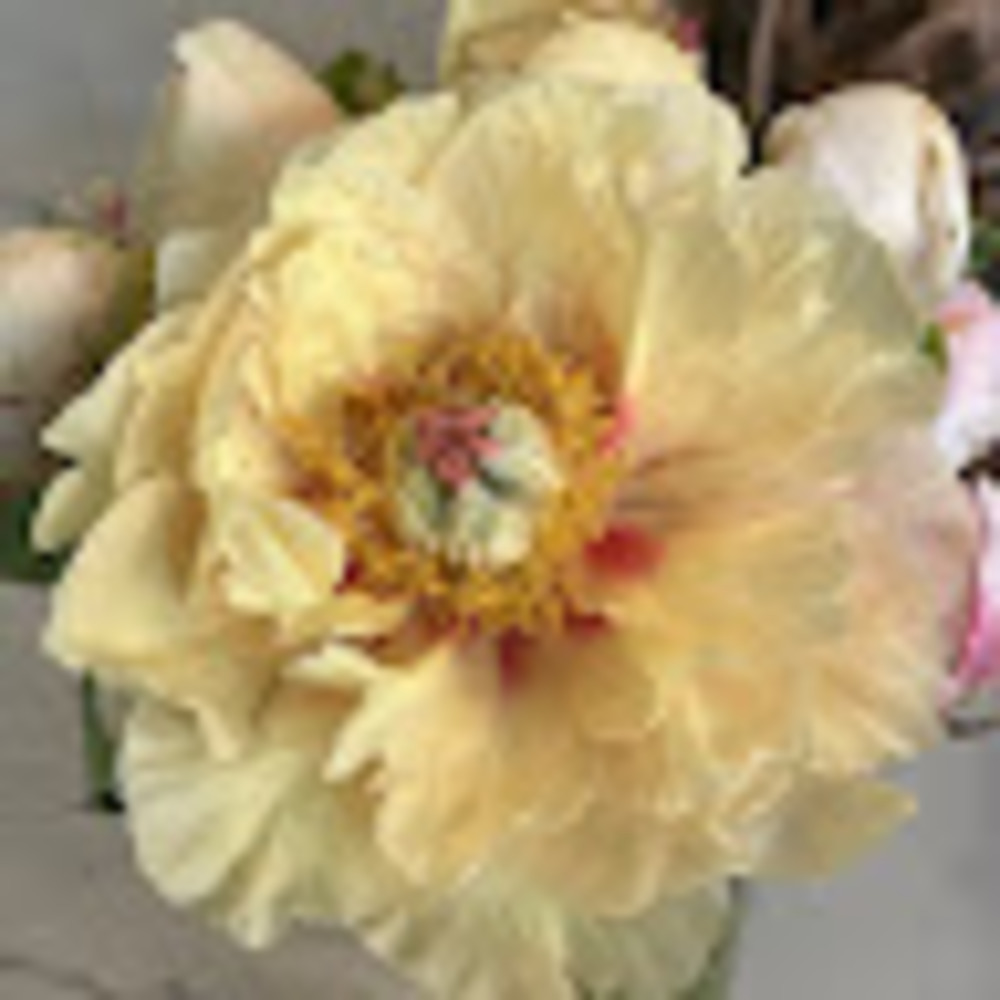 Meet your Posher, Christina